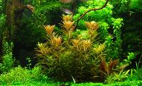 Proserpinaca palustris 'Cuba'