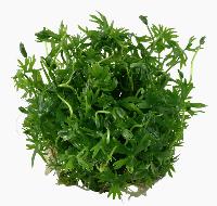 Ranunculus inundatus
