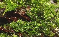 Riccardia chamedryfolia