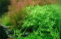 Rotala rotundifolia 'green'
