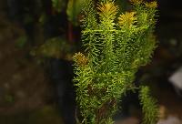 Rotala sp. 'Vietnam'
