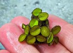 Salvinia natans