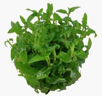 Staurogyne repens