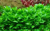 Staurogyne repens