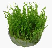 Taxiphyllum alternans, 'Taiwan'