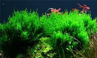 Taxiphyllum 'flame'