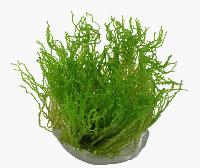 Taxiphyllum 'flame'