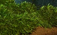 Utricularia graminifolia
