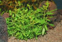 Proserpinaca palustris "cuba"