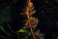 Utricularia vulgaris