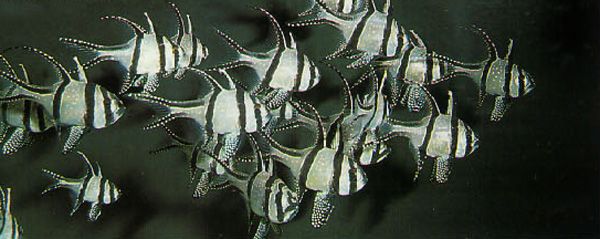 Pterapogon kauderni