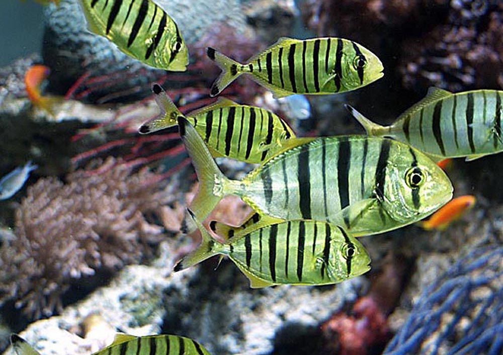Gnathanodon speciousus