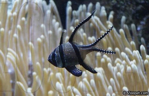 Pterapogon kauderni