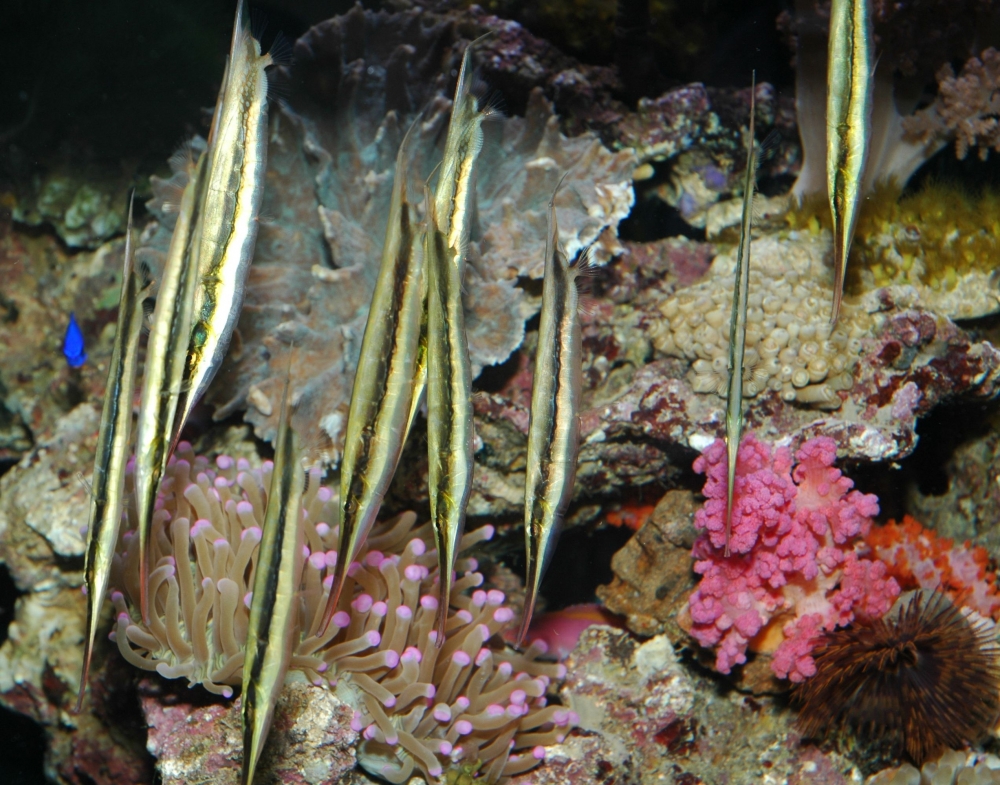 Aeoliscus strigatus