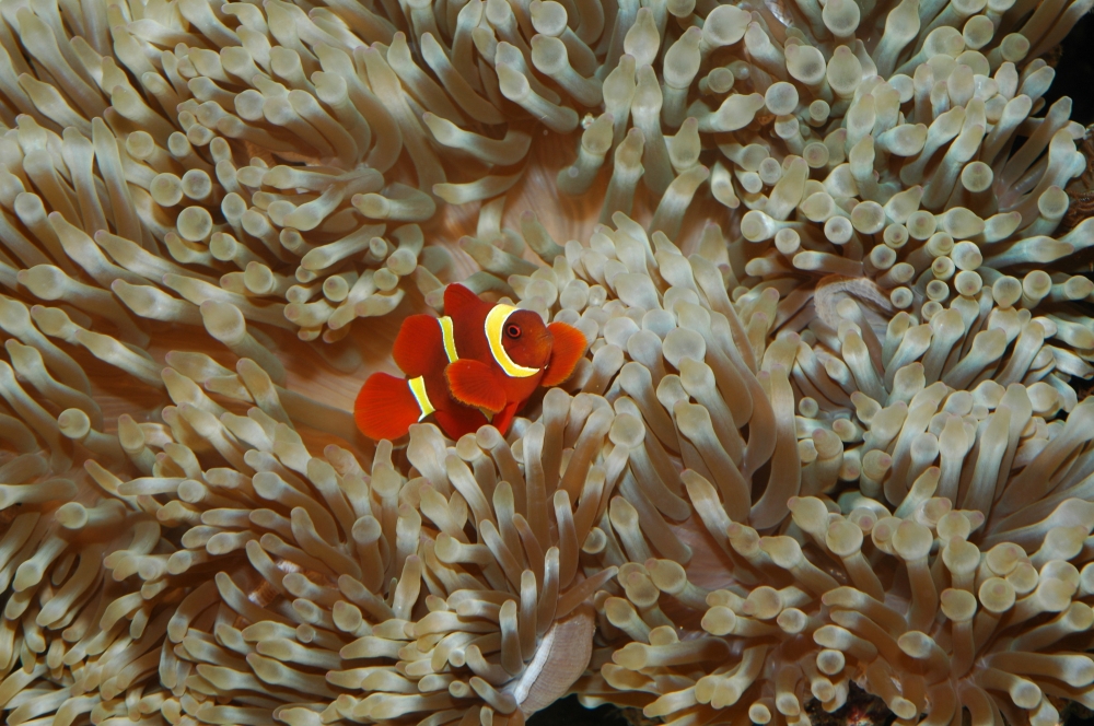 Amphiprion percula?
