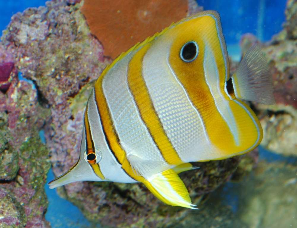 Chelmon rostratus