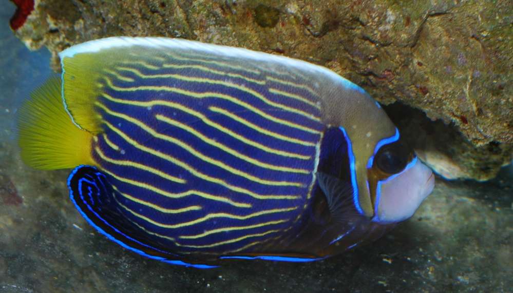 Pomacanthus imperator