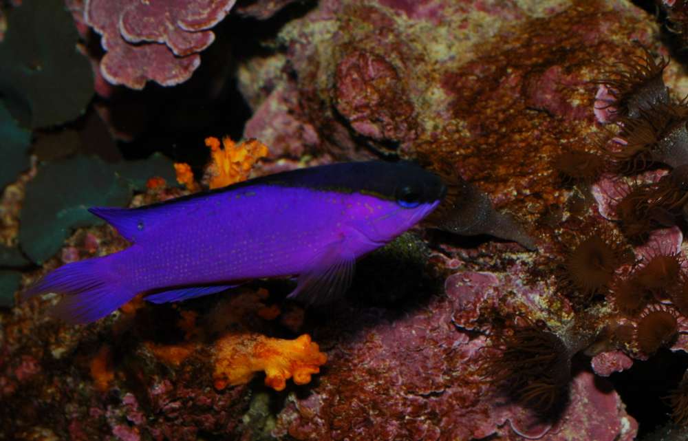 Gramma melacara