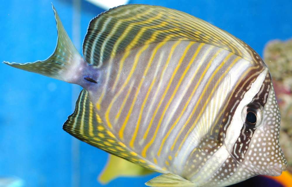 Zebrasoma desjardini