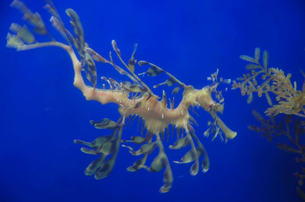 Phycodurus eques