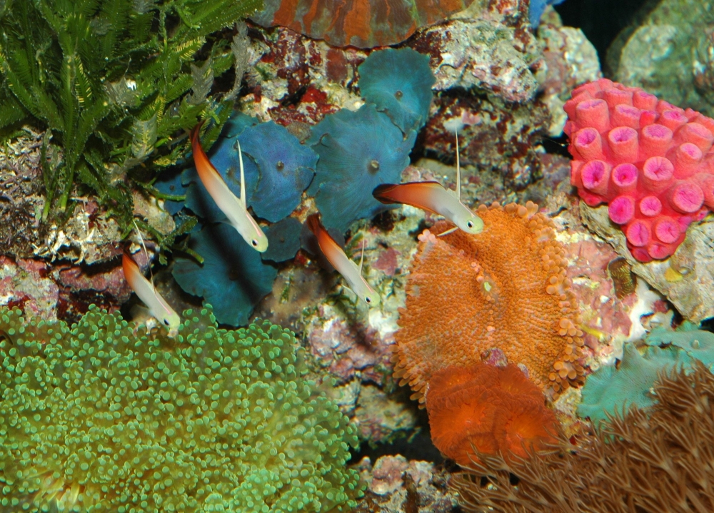 Nemateleotris magnifica