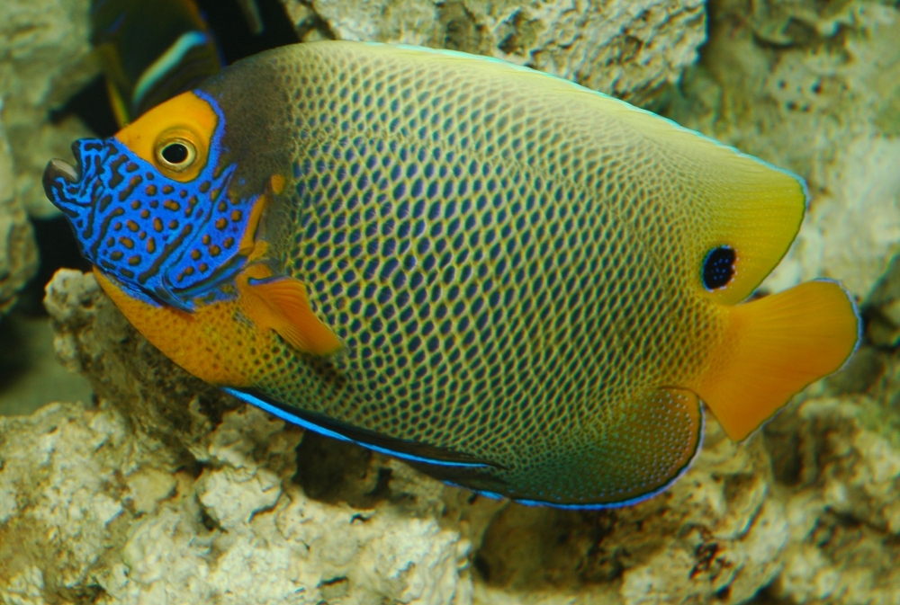 Pomacanthus xanthometopon