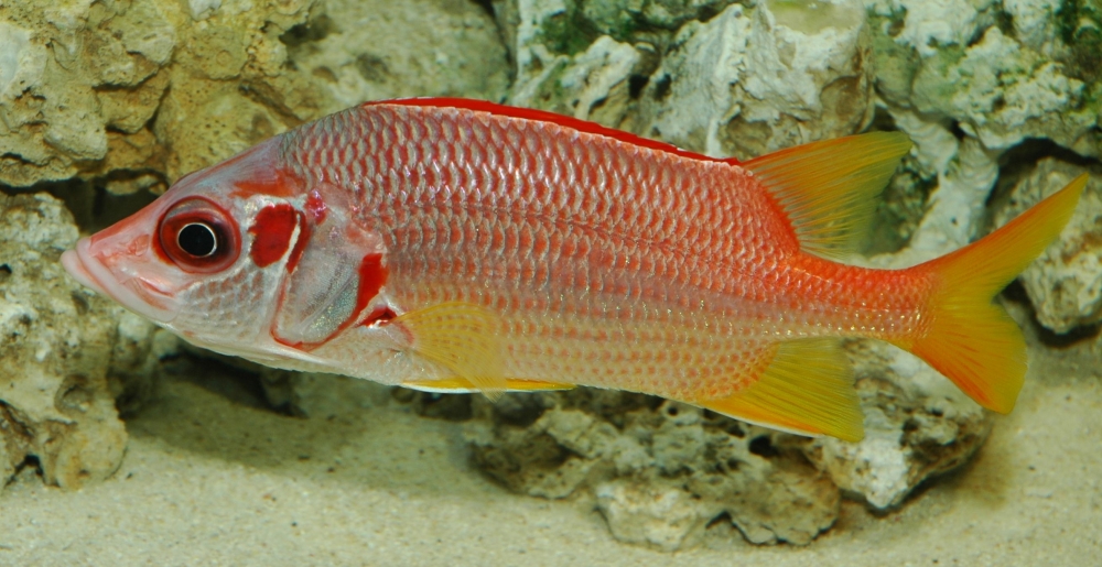 Sargocentron spiniferum