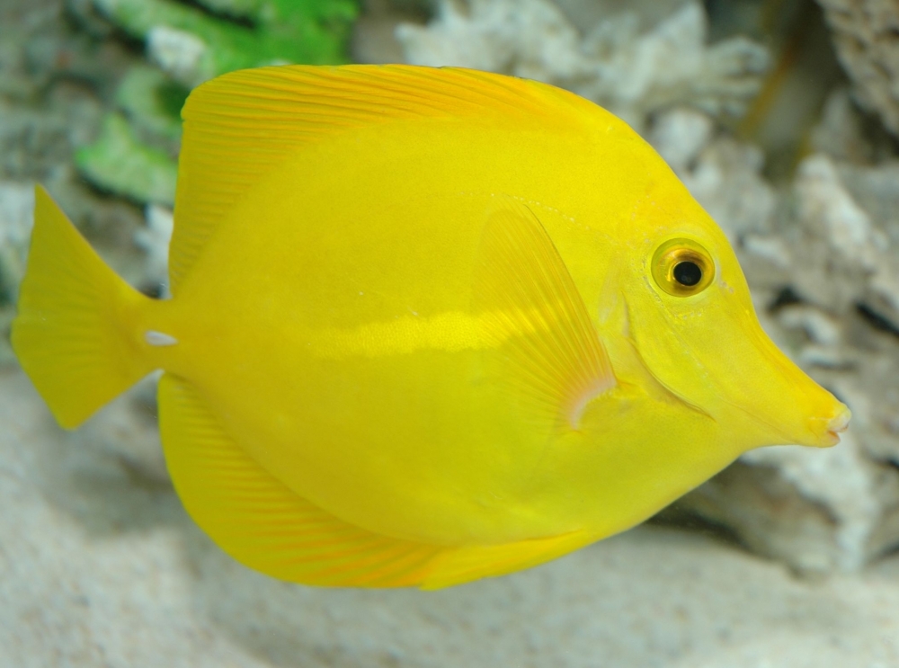Zebrasoma flavescens