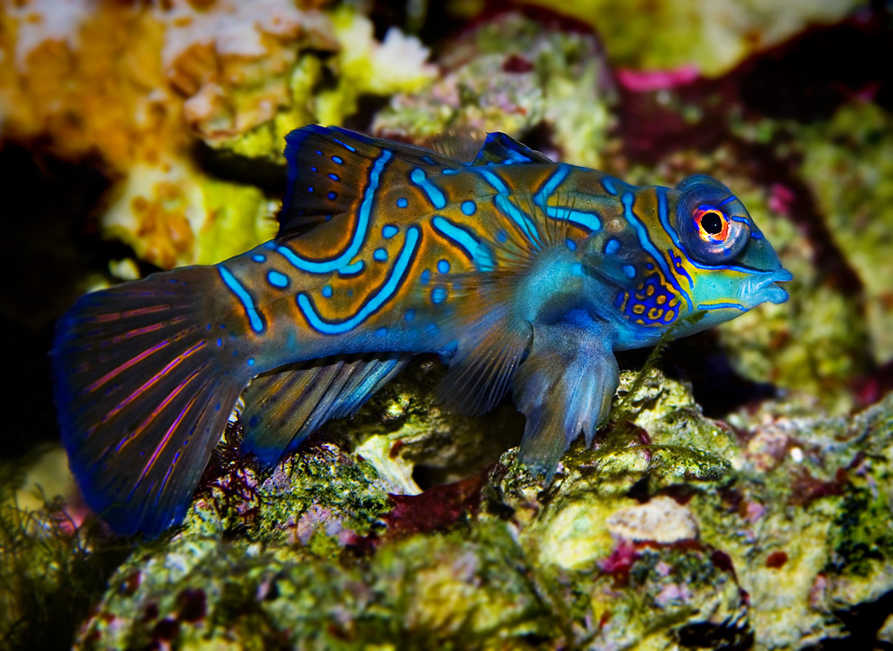 Synchiropus splendidus