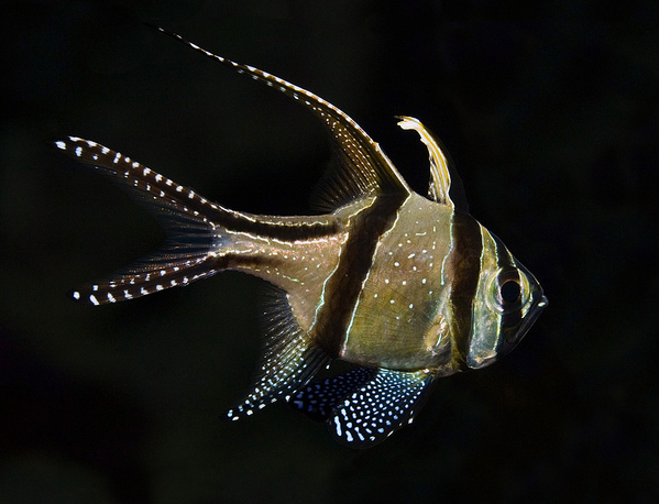 Pterapogon kauderni