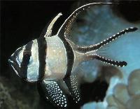 Pterapogon kauderni