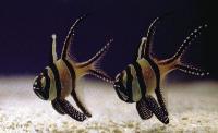 Pterapogon kauderni