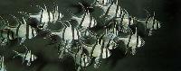 Pterapogon kauderni