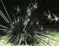 Pterapogon kauderni