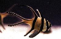 Pterapogon kauderni