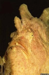 Antennarius commersoni