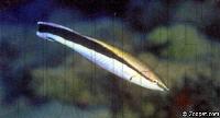 Labroides dimidiatus
