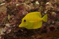 Zebrasoma flavescens