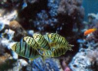 Gnathanodon speciousus