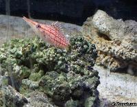 Oxycirrhites typus