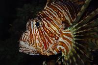 Pterois volitans