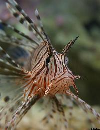 Pterois volitans