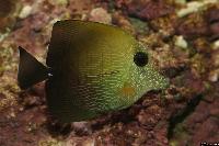 Zebrasoma scopas