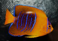 Holacanthus clarionensis