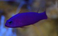 Gramma melacara 
