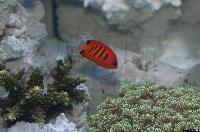 Centropyge loriculus