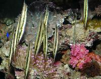 Aeoliscus strigatus
