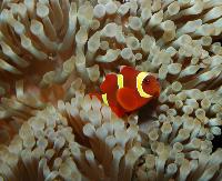 Amphiprion percula?