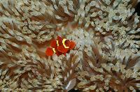 Amphiprion percula?
