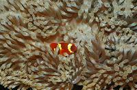 Amphiprion percula?